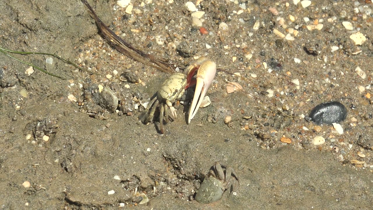 At 0:00 in Guerrero Negro, a pale fiddler crab with one large claw stands near a smaller crab on pebbly wet sand, with no visible people.