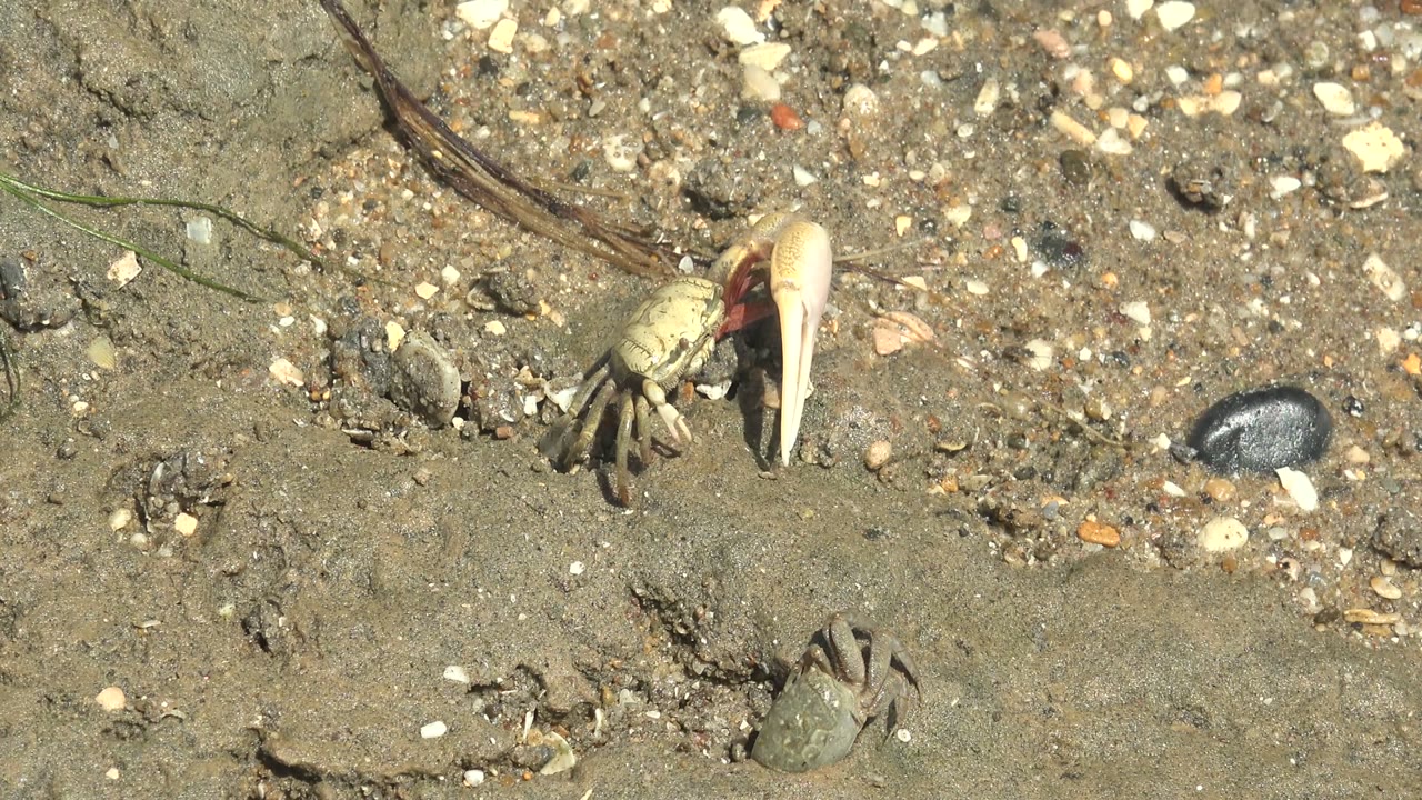 Fiddler crab shifts near shell fragments on sandy gravel.