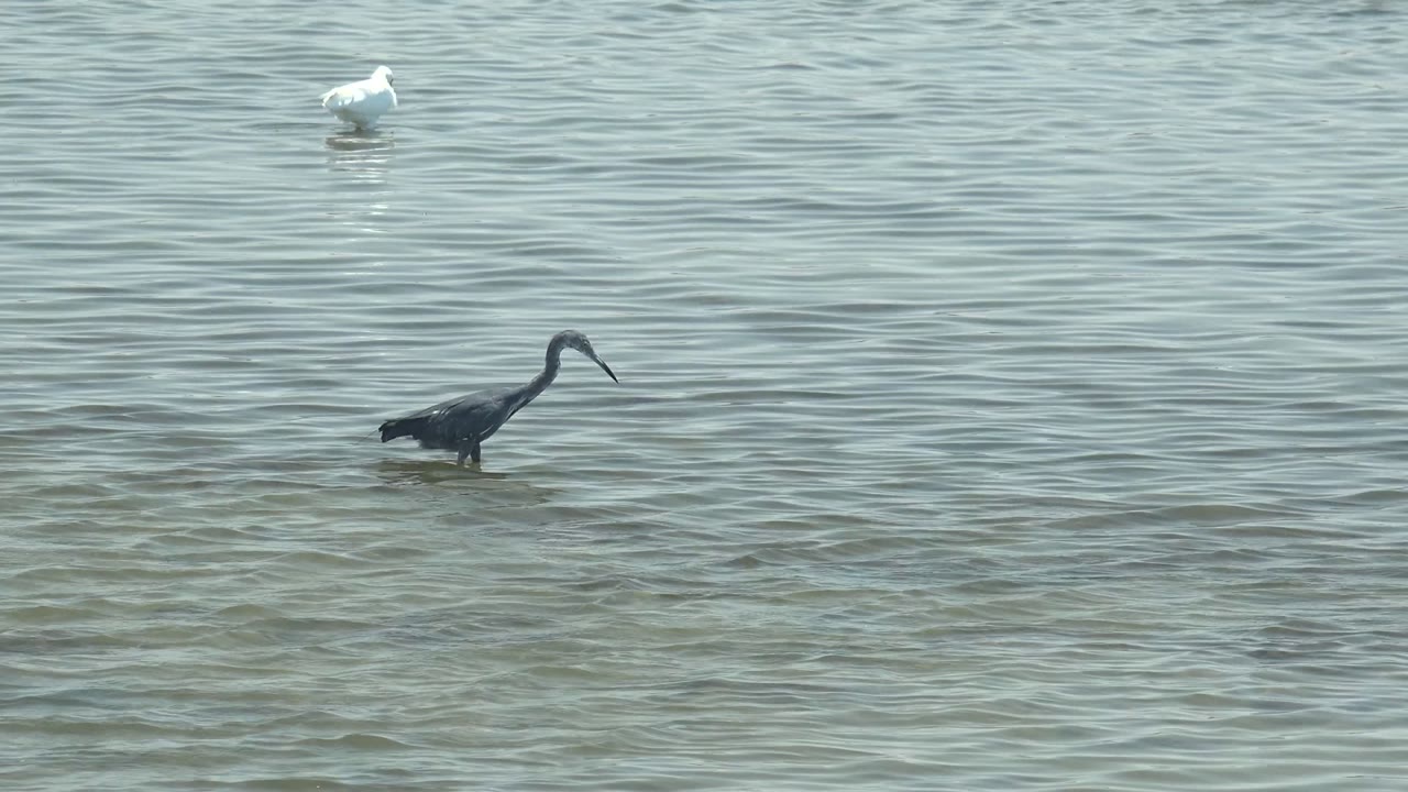 Dark heron stands left of center in shallow rippled water at Guerrero Negro, with white birds spaced across the background and no visible people.