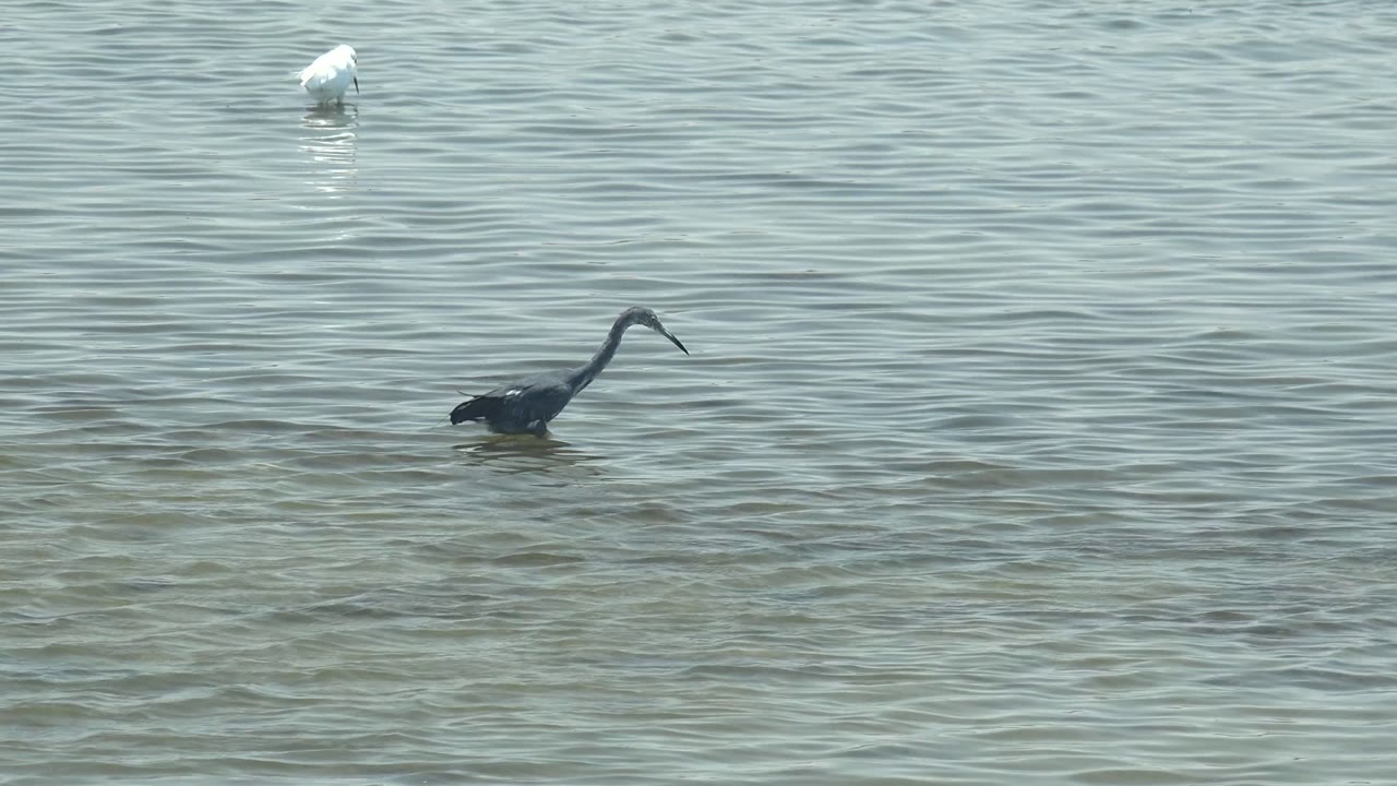 Dark heron wades near the center of the Guerrero Negro frame while a white bird remains high in the background water and no visible people appear.