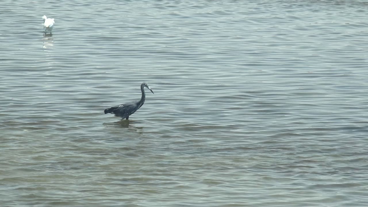Dark heron stands on the right side of the Guerrero Negro water scene with its neck extended forward, distant white birds, and no visible people.