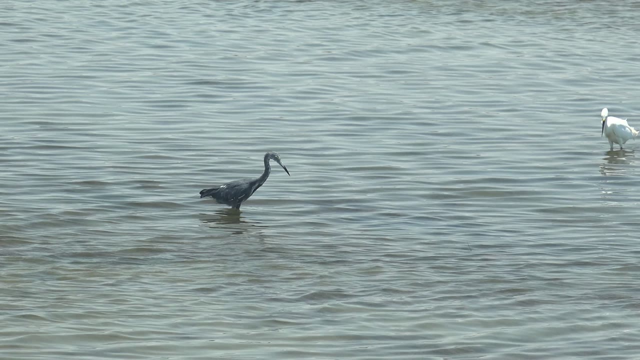 At the start of the Guerrero Negro clip, a gray heron stands left of frame while a white egret forages farther back in rippled shallow water, with no visible people.