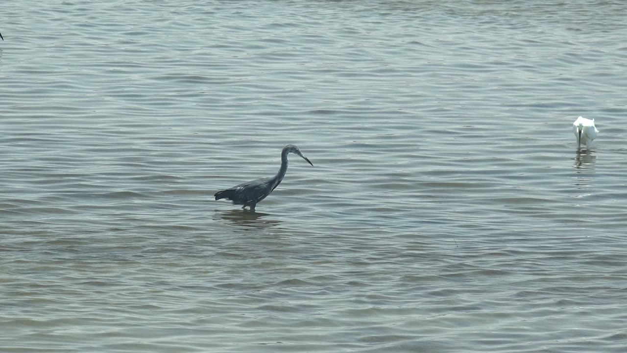 Heron and egret spaced apart on calm rippled water