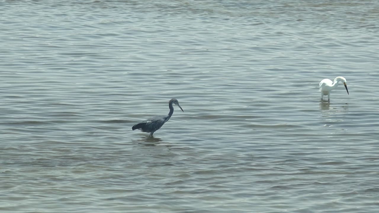 At 0:02, the gray heron wades near the left side while the white egret appears farther to the right in the same rippled Guerrero Negro water, with no visible people.