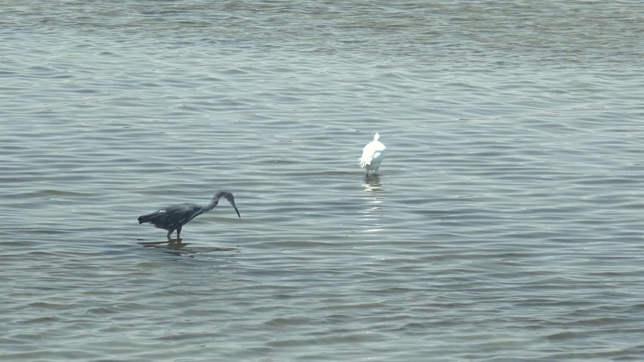 At 0:00 in Guerrero Negro, a dark wading bird stands lower left while a white wading bird stands farther back in shallow rippled water, with no visible people.