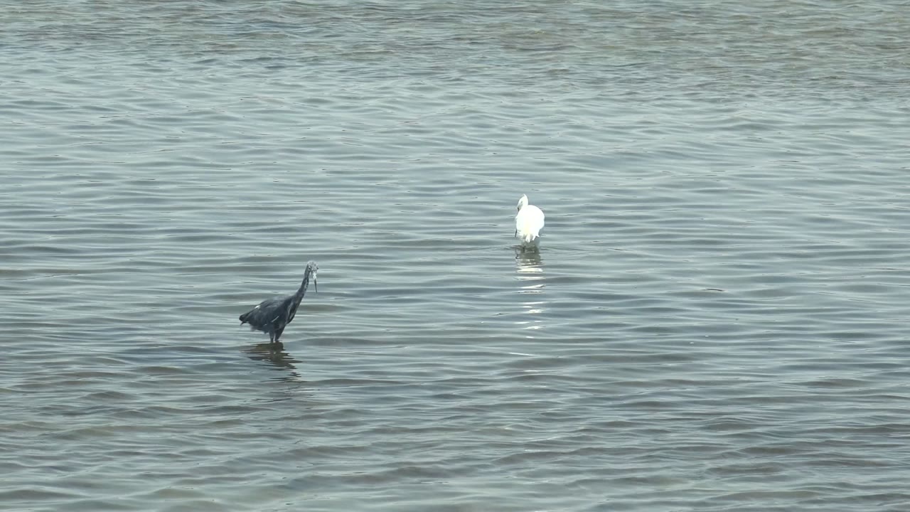 White wading bird standing behind a dark wading bird in rippled water.