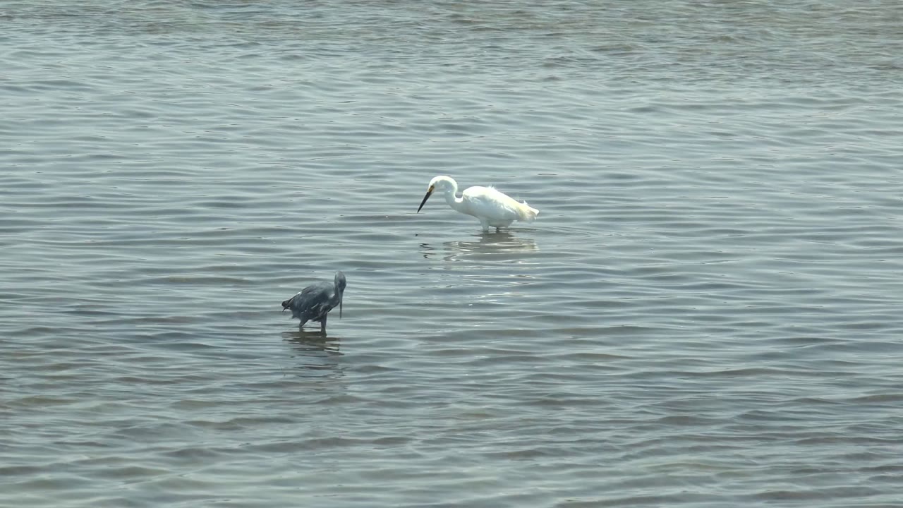 At 0:02 in Guerrero Negro, the dark bird stands nearer the lower right while the white bird is farther upper right in the same rippled shallow water, with no visible people.