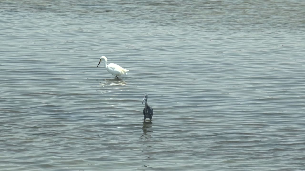 White egrets and a dark heron-like bird forage and stand in shallow rippled water in Guerrero Negro, Baja California Sur, with no visible people.