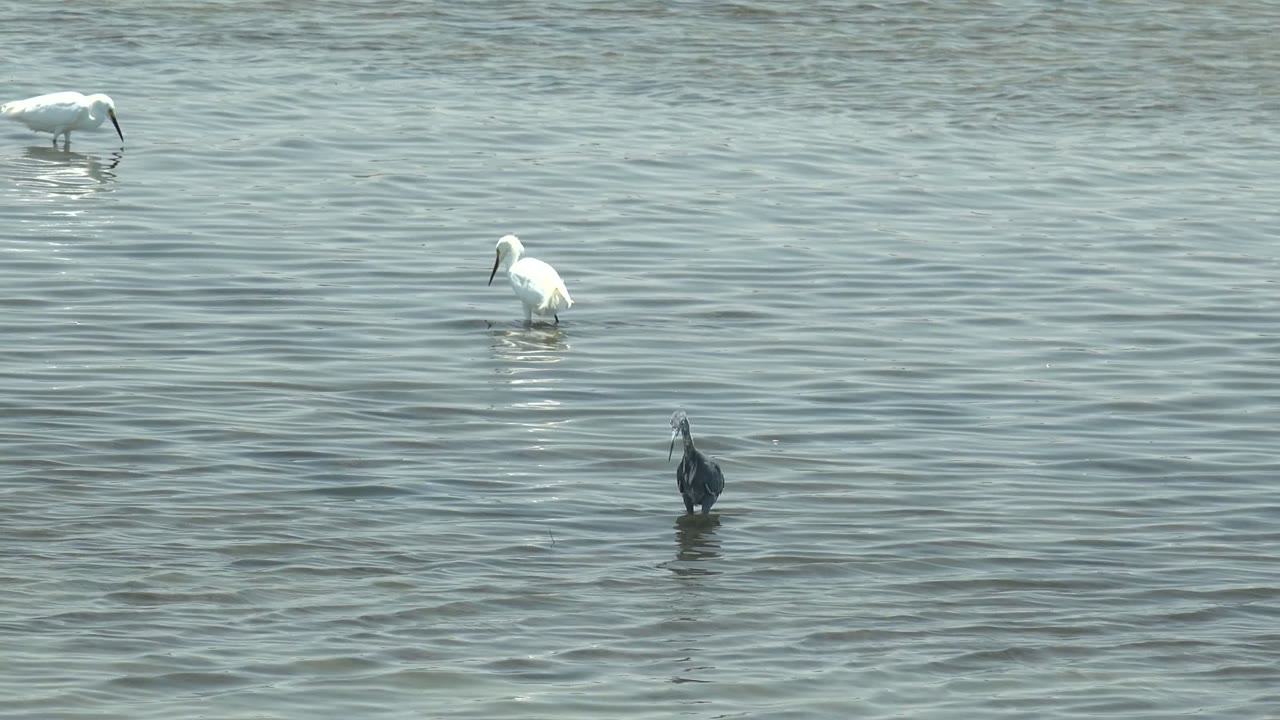 White birds and a dark wading bird spaced across calm water.