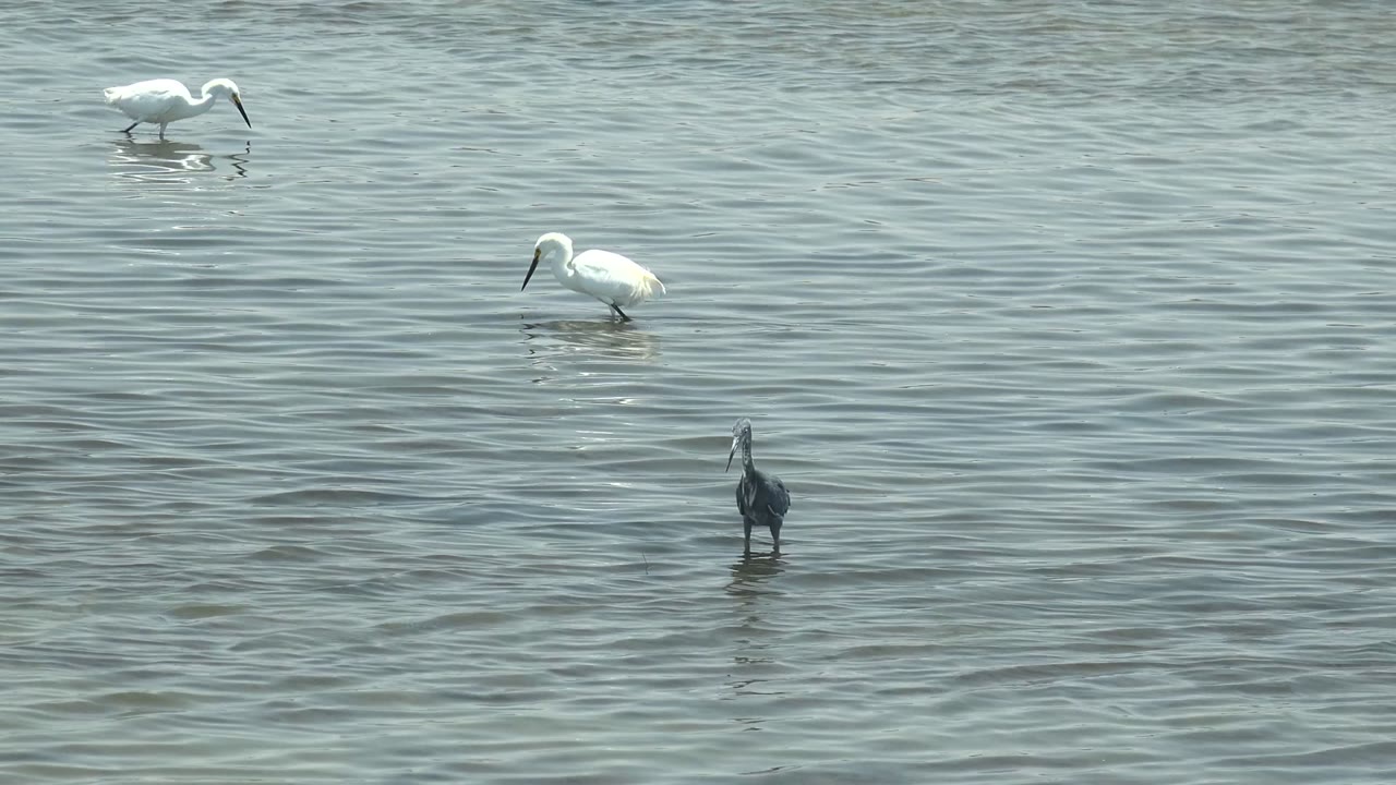 White wading birds and a dark heron-like bird occupy different depths of the rippled shallows in Guerrero Negro, Baja California Sur, with no shoreline or people visible.