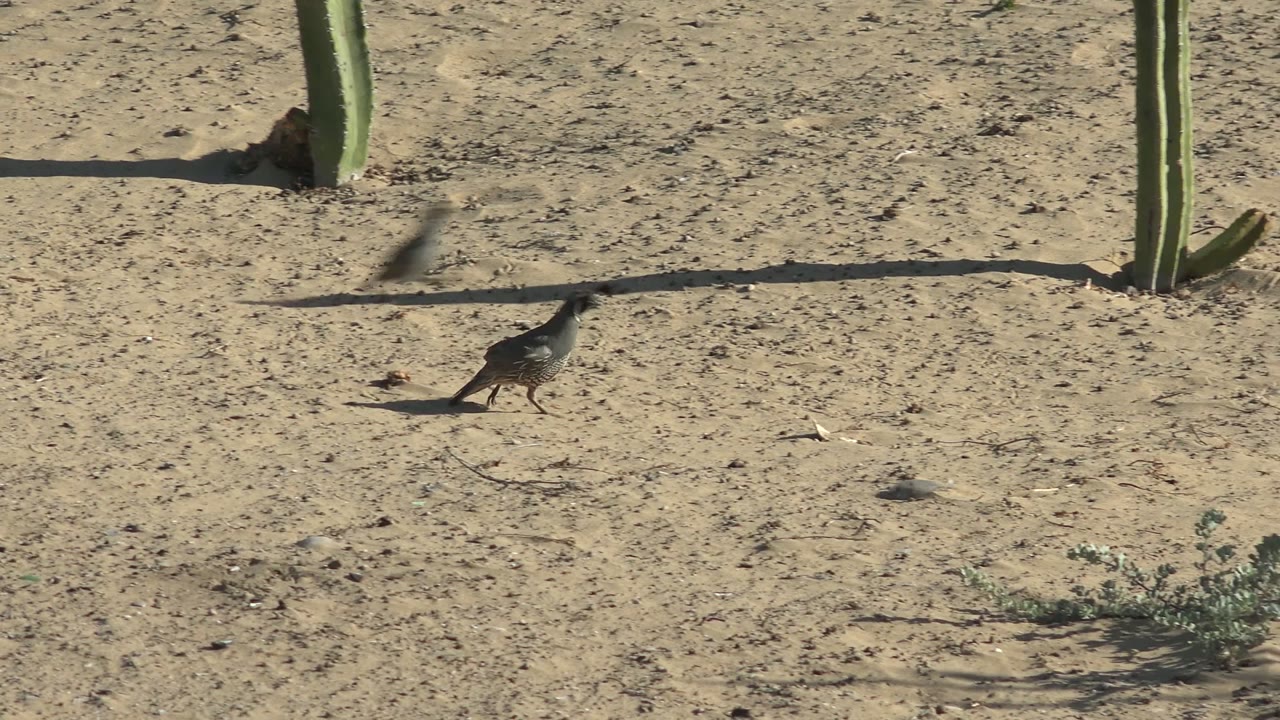 A roadrunner walks across sandy desert ground in San Carlos, Baja California Sur, with cactus trunks, small scrub plants, hard shadows, and no visible people.