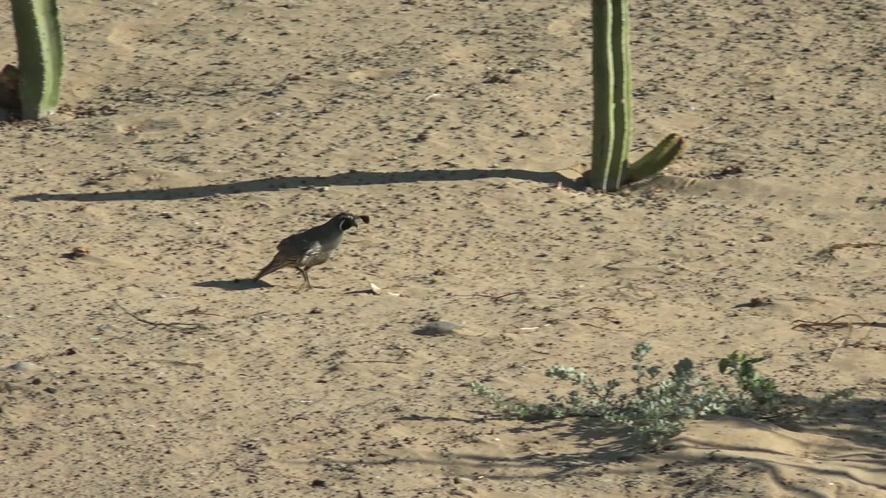 Roadrunner crossing open sand with cactus behind it.