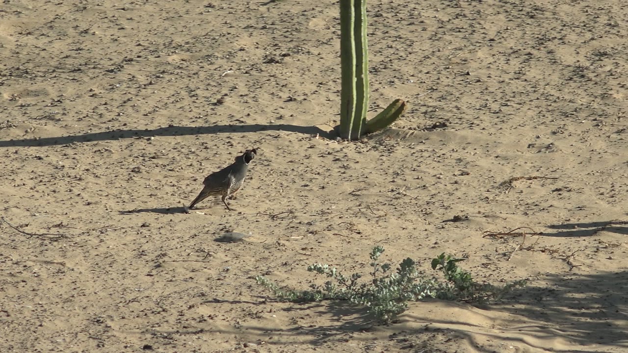 A roadrunner continues across pale sand in San Carlos, Baja California Sur, near a cactus base, sparse plants, scattered sticks, and no visible people.