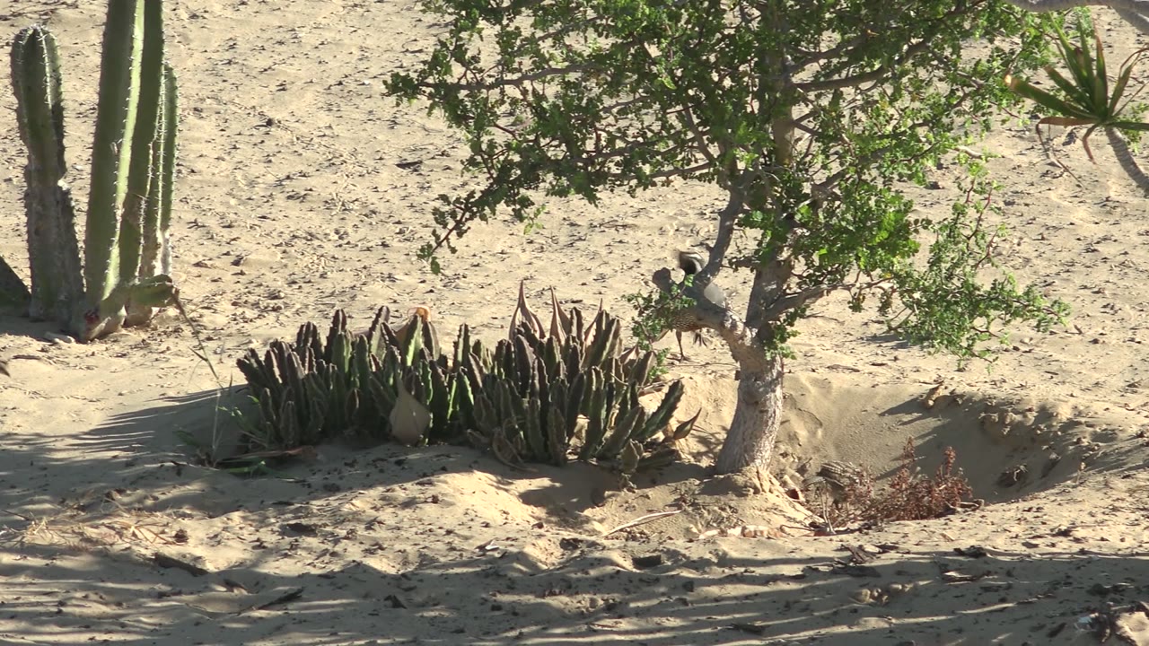 Birds stand and perch around a small desert tree beside cactus in San Carlos, Baja California Sur, with pale sand and no visible people.