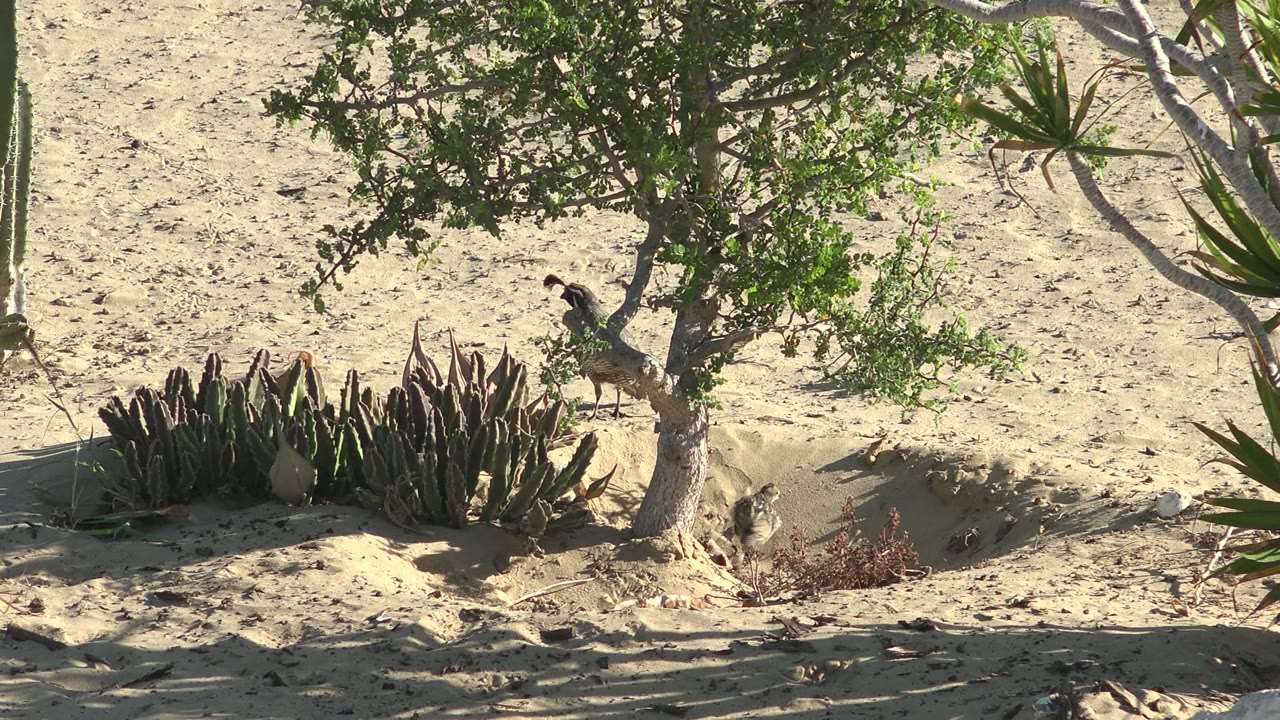 A bird appears near the tree as the cactus cluster and dry sandy ground fill the San Carlos, Baja California Sur frame, with no visible people.