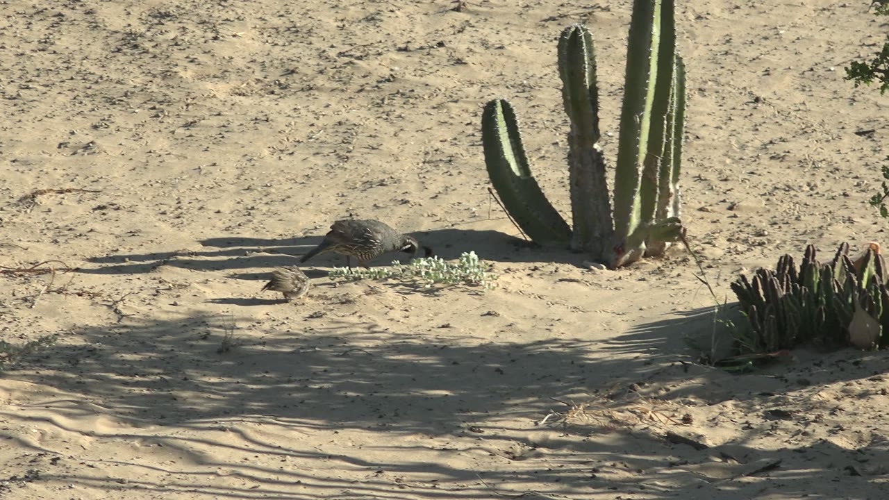 At 0:00 in San Carlos, Baja California Sur, two birds stand on pale sandy ground beside tall cactus, low succulents, and hard plant shadows, with no visible people.