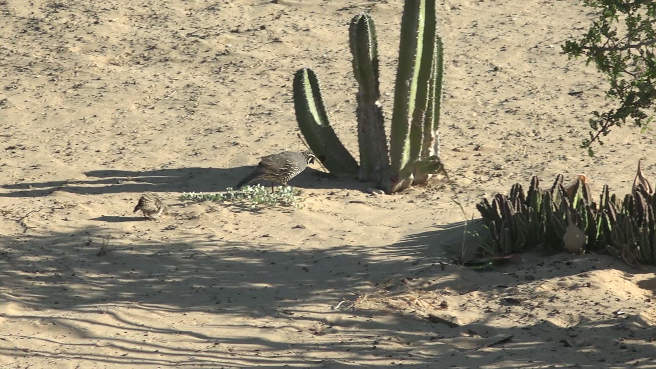Birds moving across sand beside cactus and low plants.
