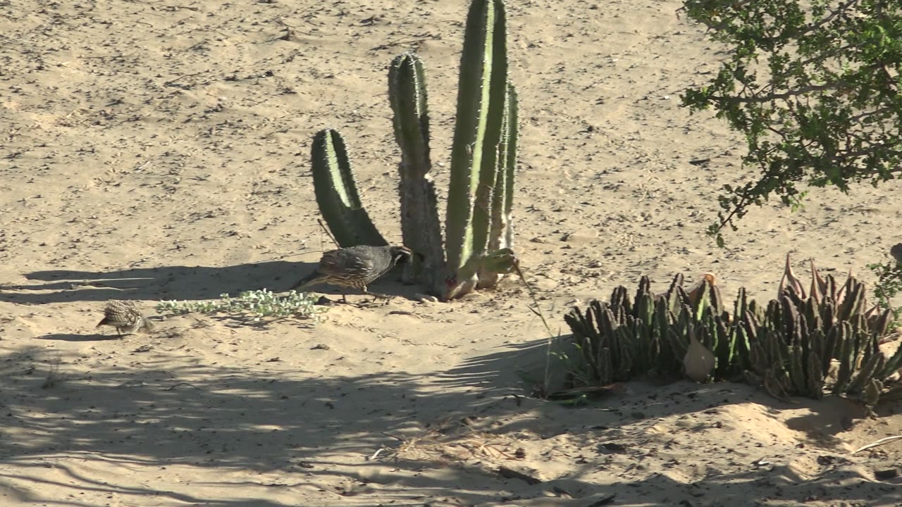At 0:02 in San Carlos, Baja California Sur, the larger bird reaches the base of the tall cactus while the smaller bird is still visible on the sand near the low plants, with no visible people.