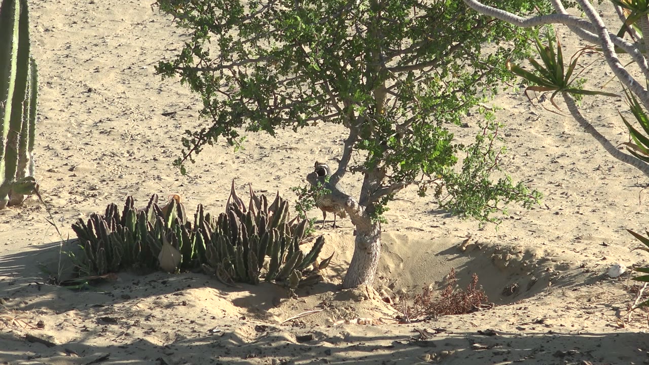 A small bird stands near a pale desert tree and dense succulents on light sand in San Carlos, Baja California Sur, Mexico, with no visible people.
