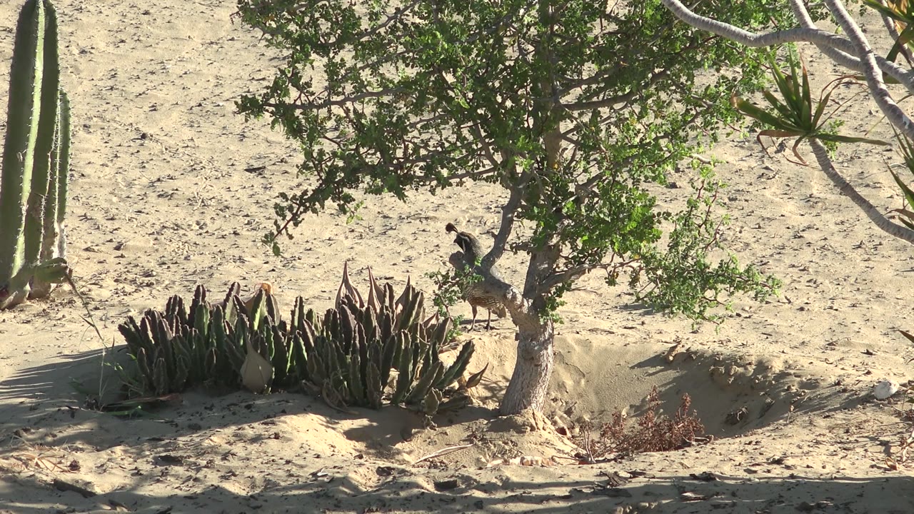 Bird near a small tree with cactus and succulents in sandy desert.