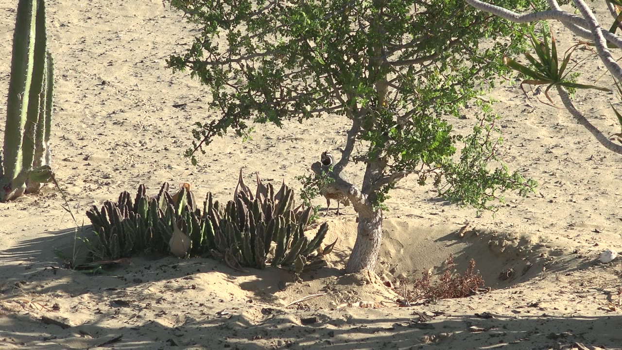 A small bird is visible near the tree canopy and succulents, with pale sand and desert cactus surrounding it in San Carlos, Baja California Sur, Mexico, with no visible people.