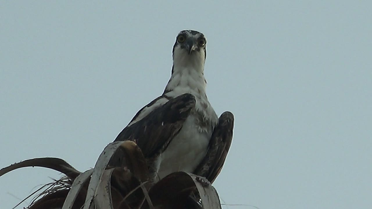 A hawk in Mulege, Baja California Sur perches low in the frame and faces forward against a pale blue sky, with no visible people.