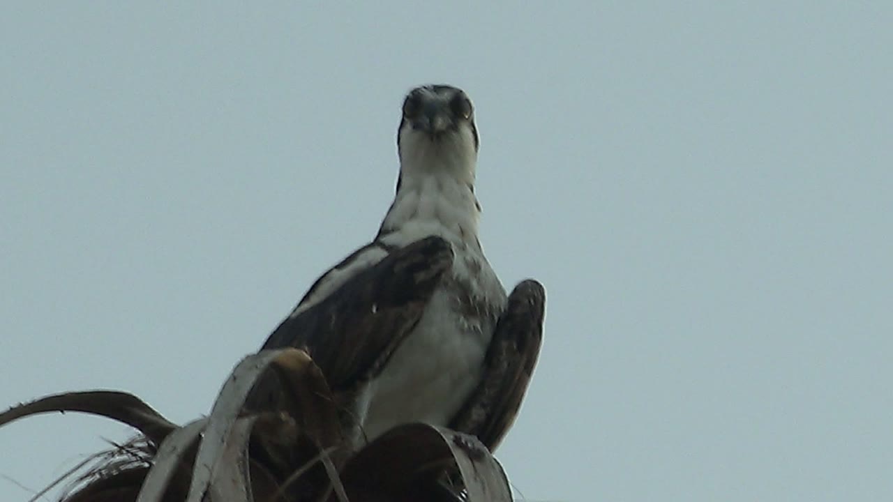 Hawk centered on perch looking forward