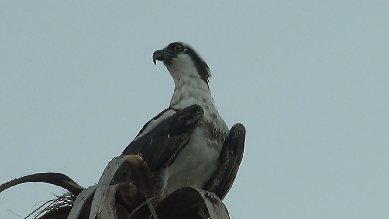 The perched hawk turns its head to the side in Mulege, Baja California Sur, showing its profile against an empty sky and no visible people.