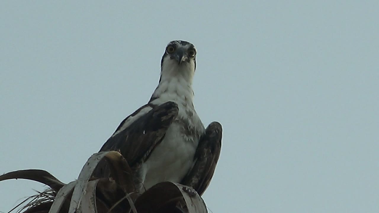 A white and dark hawk in Mulege, Baja California Sur, Mexico, faces upward while perched on a curved branch against pale blue sky, with no visible people.