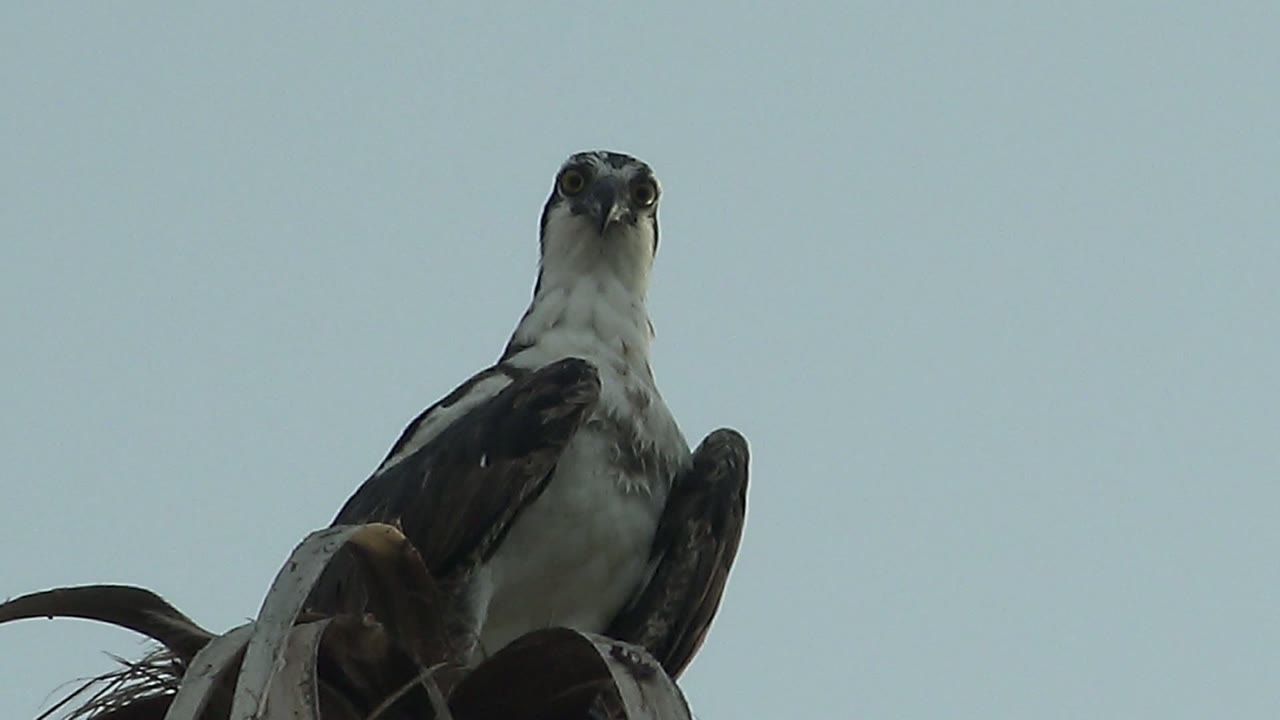 Perched hawk looking forward from a low angle