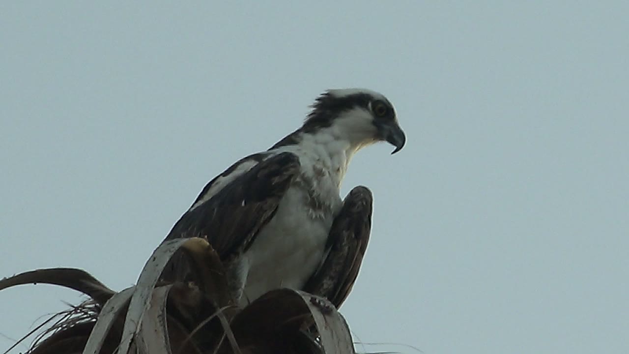 The perched hawk in Mulege, Baja California Sur, Mexico, has started turning its head to the right, with dark crest feathers lifting against the pale sky and no visible people.