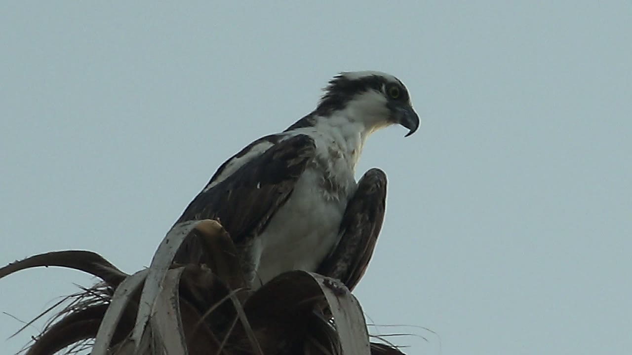 Side-facing hawk perched against clear sky