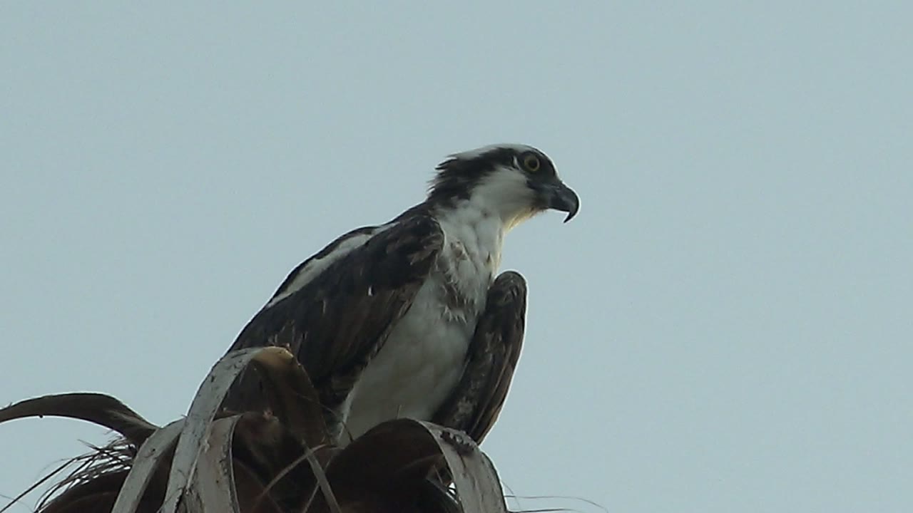 At 0:00, a black and white hawk perches on palm fronds in Mulege, Baja California Sur, with its head angled to the right and no visible people.