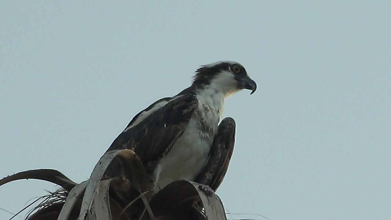 Hawk on palm material with head turned slightly right.