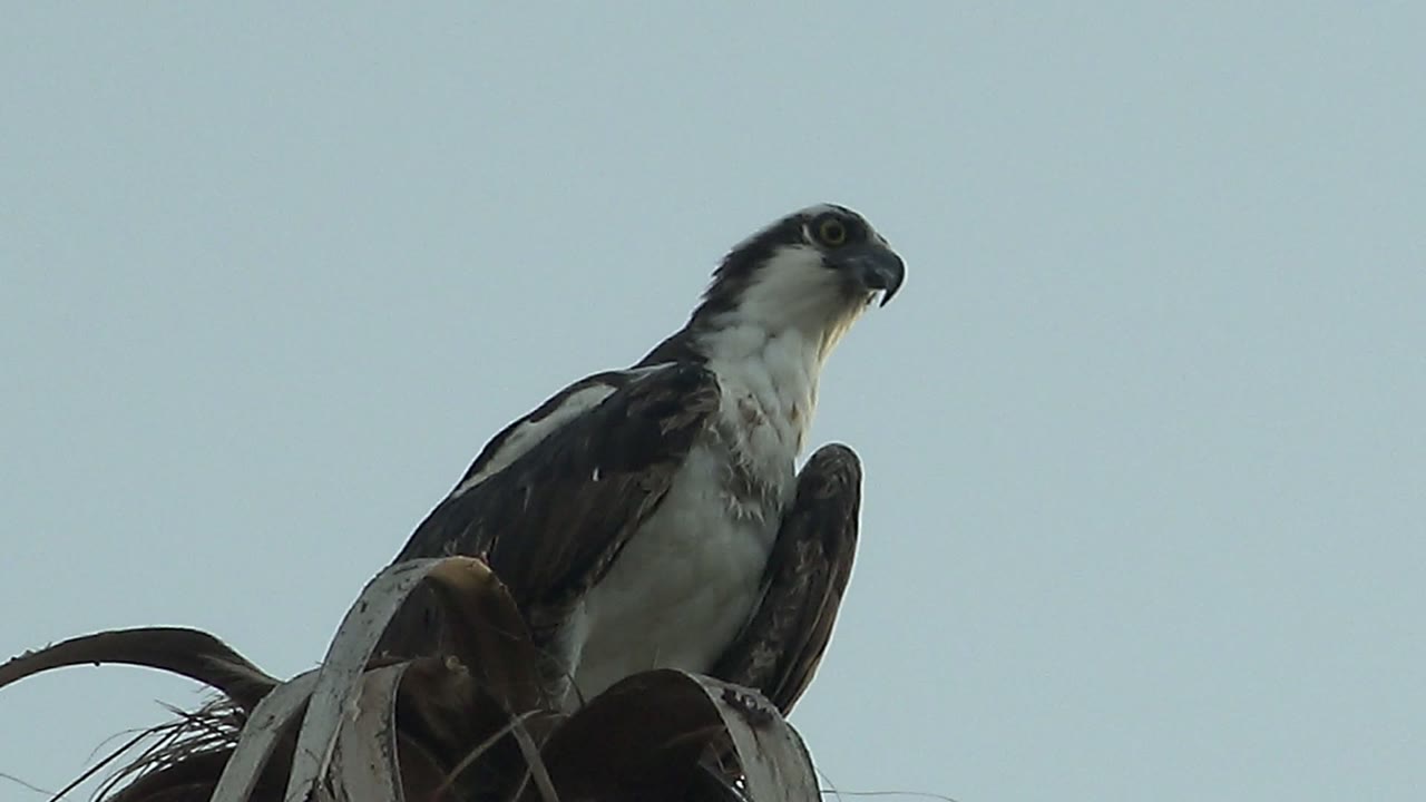 At 0:02, the hawk lifts its head slightly while perched above palm fronds in Mulege, Baja California Sur, with open sky behind it and no visible people.