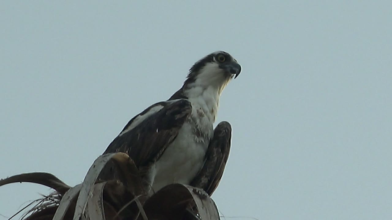 Hawk perched low in frame, looking upward right.