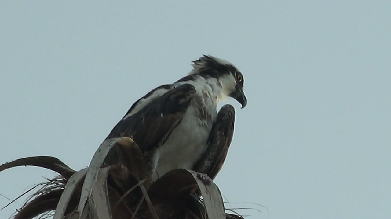 A frigatebird in Mulege, Baja California Sur perches on dried palm fronds with its head angled left against a pale sky, with no visible people.