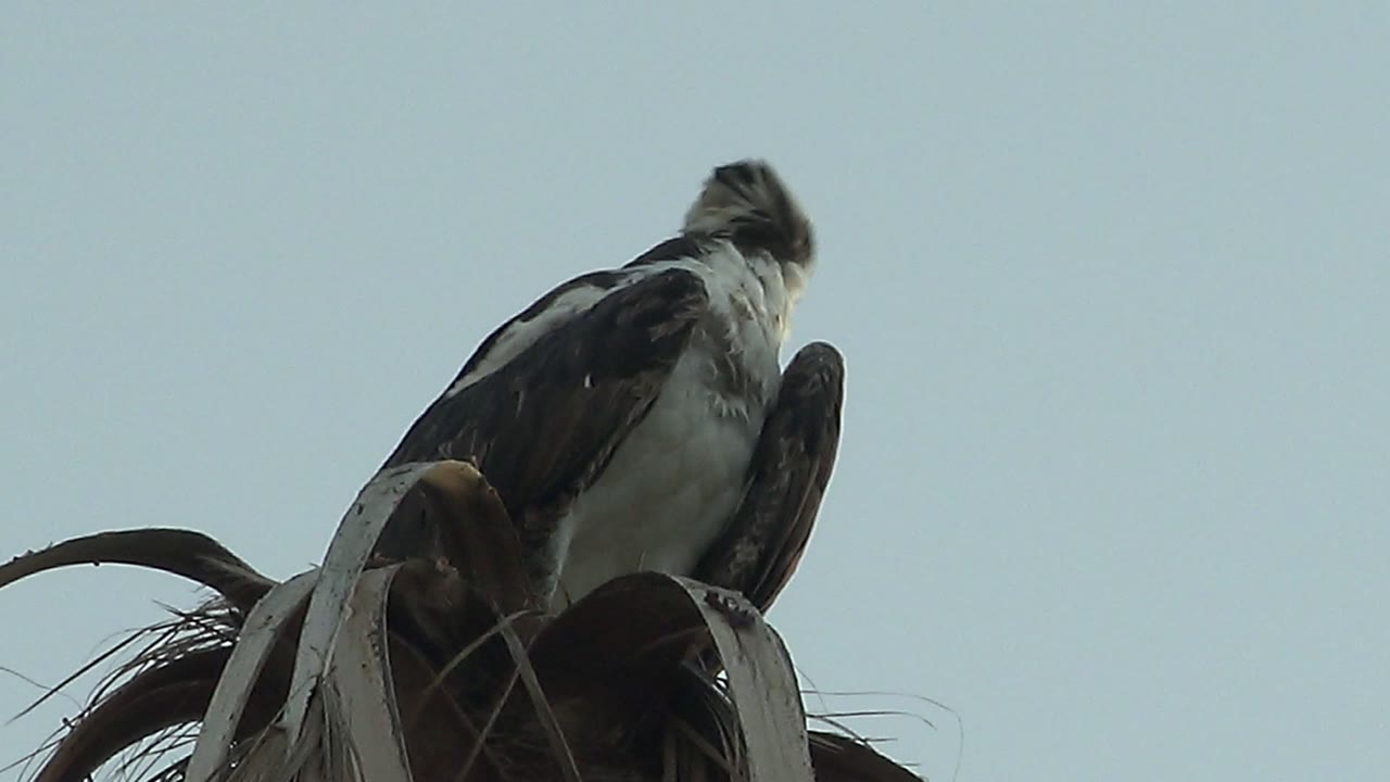 Perched frigatebird viewed from below on palm fronds.