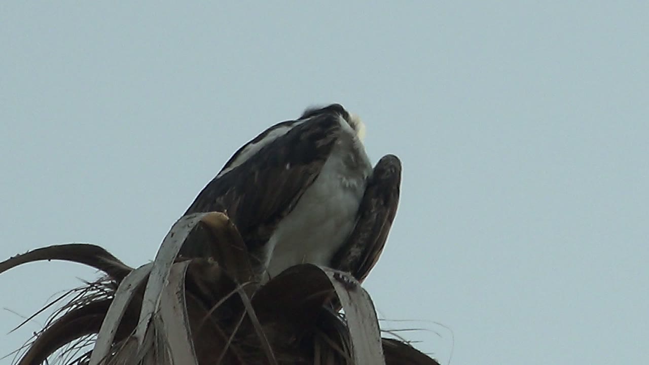 A perched frigatebird in Baja California Sur bends its head down toward its feathers, with dried palm fronds below and no visible people.