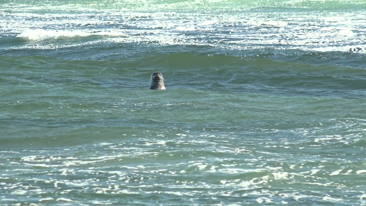 Several seal heads break the surface in green-blue surf at La Bocana, Baja California Sur, Mexico, with white foam bands behind them and no visible people.