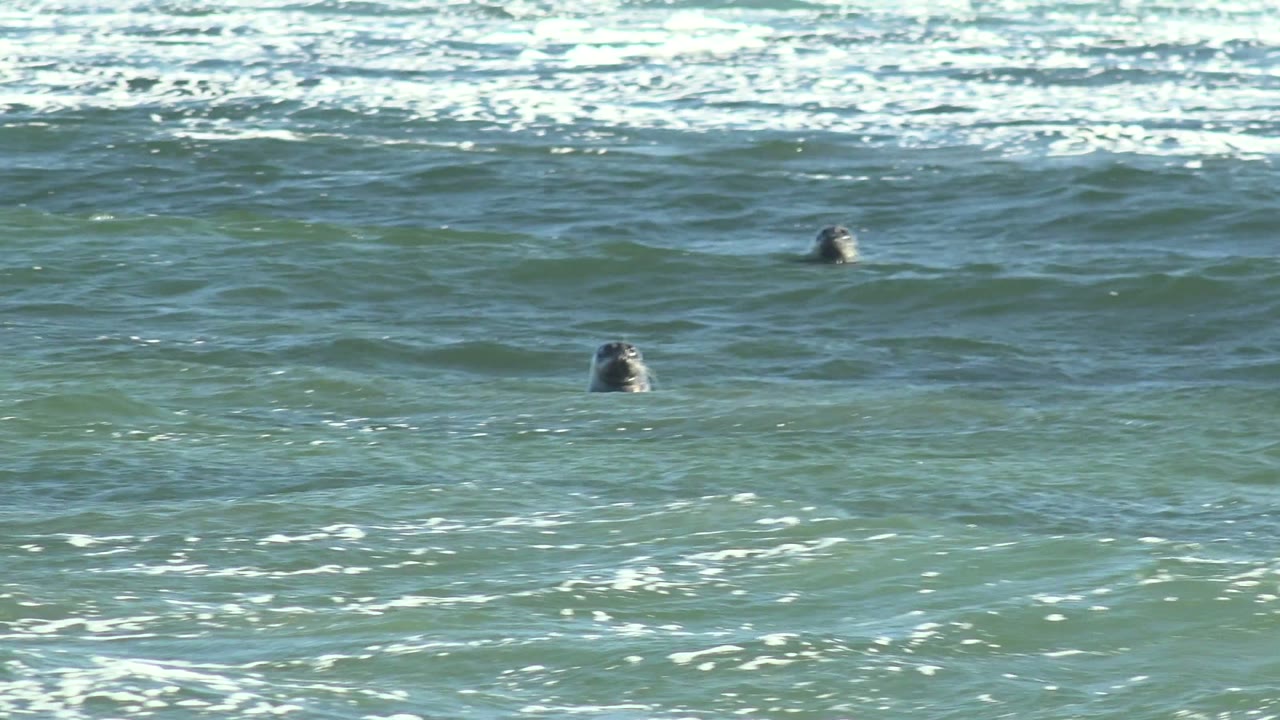 Seal heads visible between ocean swells.