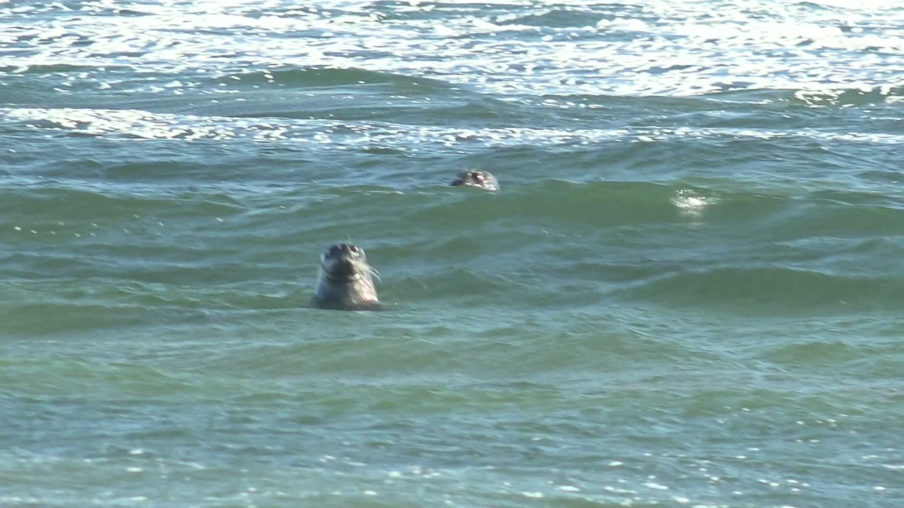 One seal head is more prominent near the lower left while another surfaces farther back in the La Bocana waves, with bright foam and no visible people.