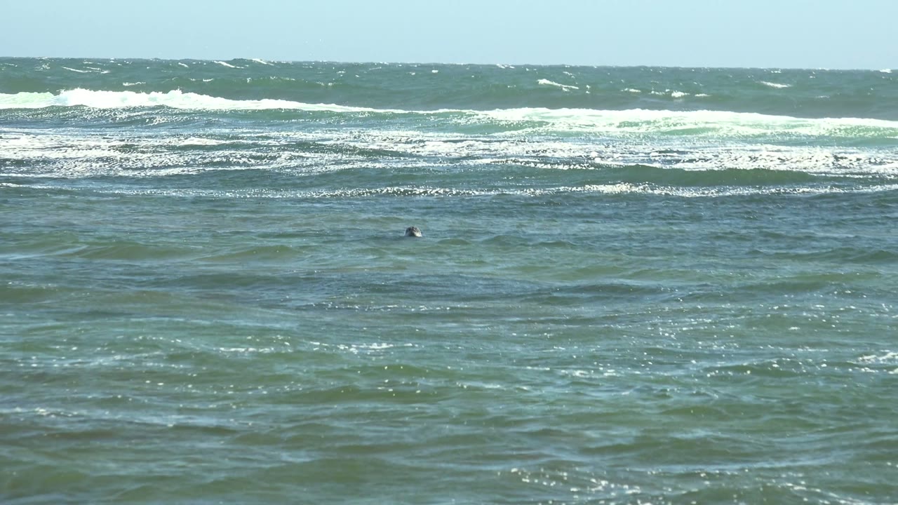 Wide ocean surface with foam bands and a small swimmer head left of center.