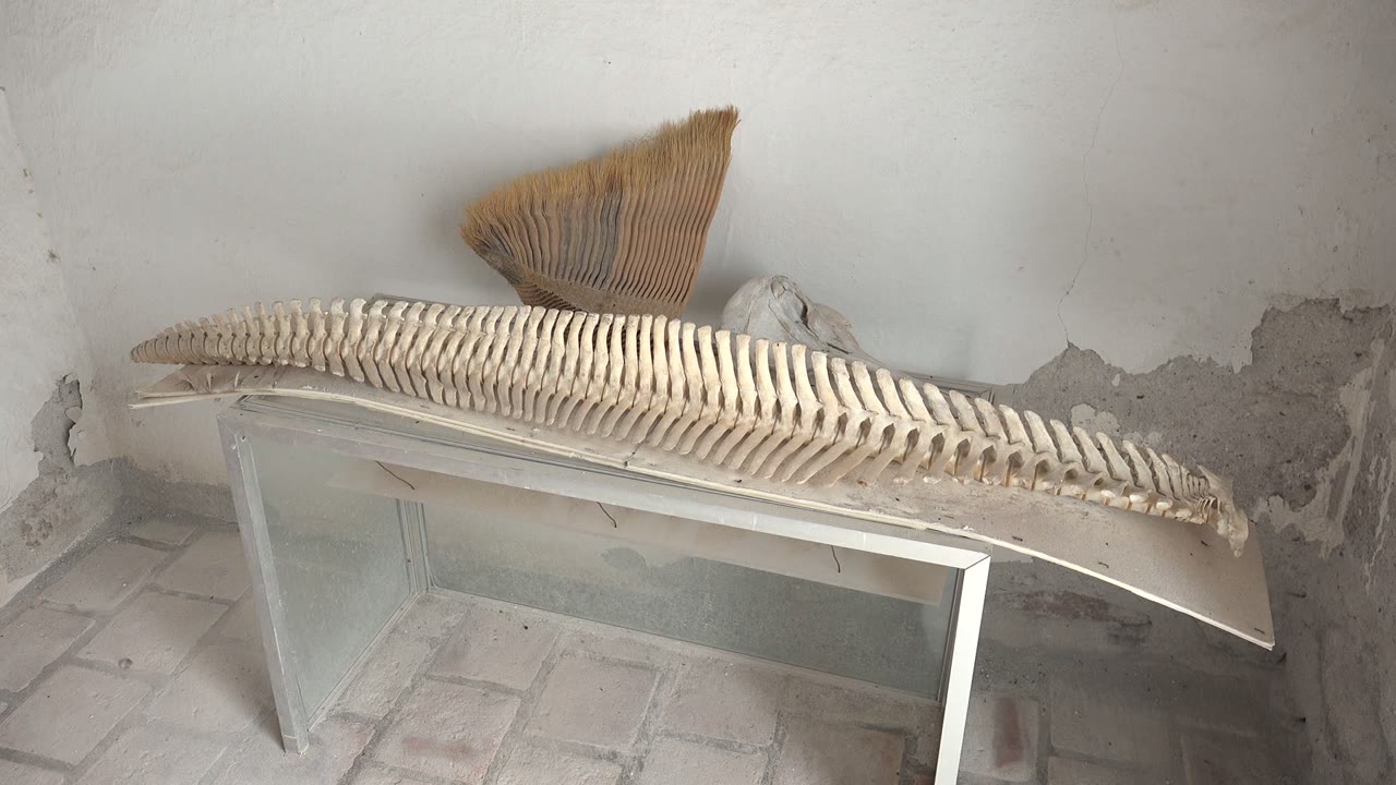 A curved marine skeletal structure sits diagonally on a glass table in Mulege, Baja California Sur, with a fan-like object on the wall and no visible people.