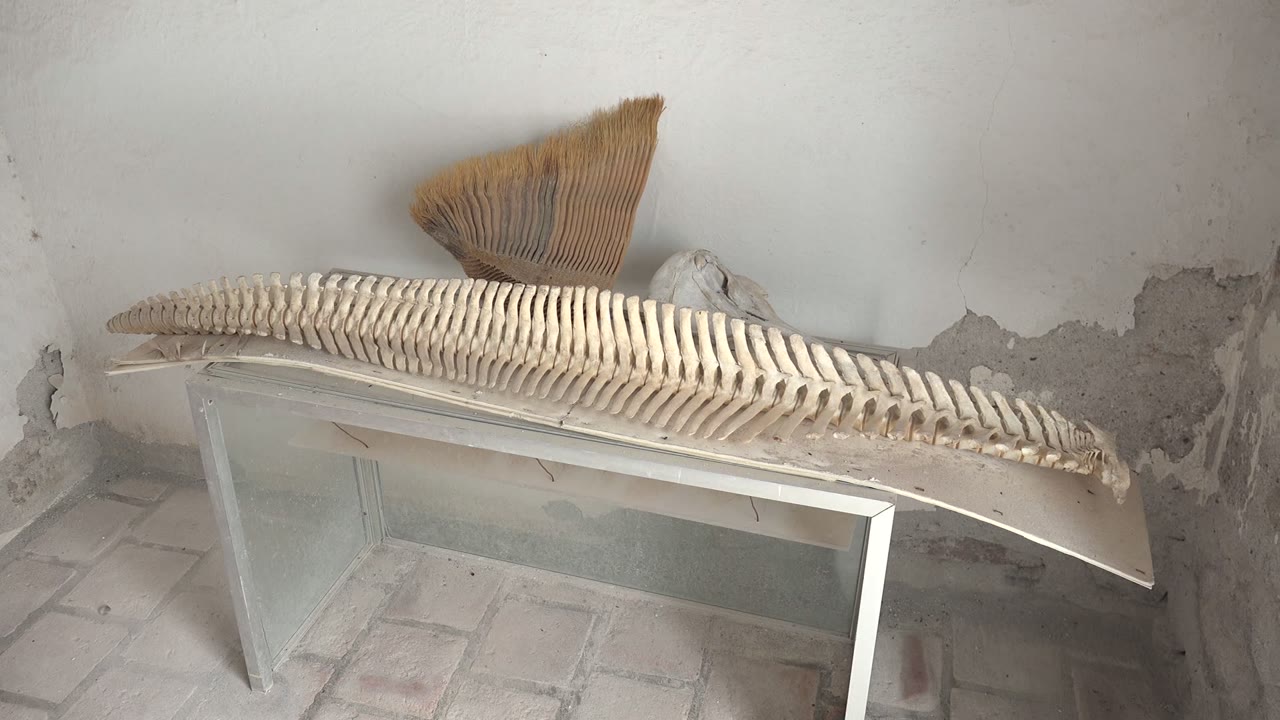 Long curved skeletal display across a glass table in a worn room.