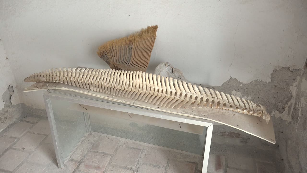 A pale ribbed marine skeleton lies across a glass table in a Mulege room, with a fan-shaped object above it and no visible people.