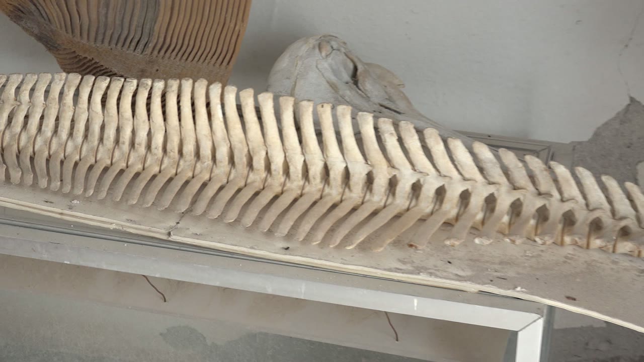 At 0:00, a pale fossilized spine stretches across a glass display shelf in Mulege, Baja California Sur, with a skull form and woven basket partly visible behind it and no visible people.