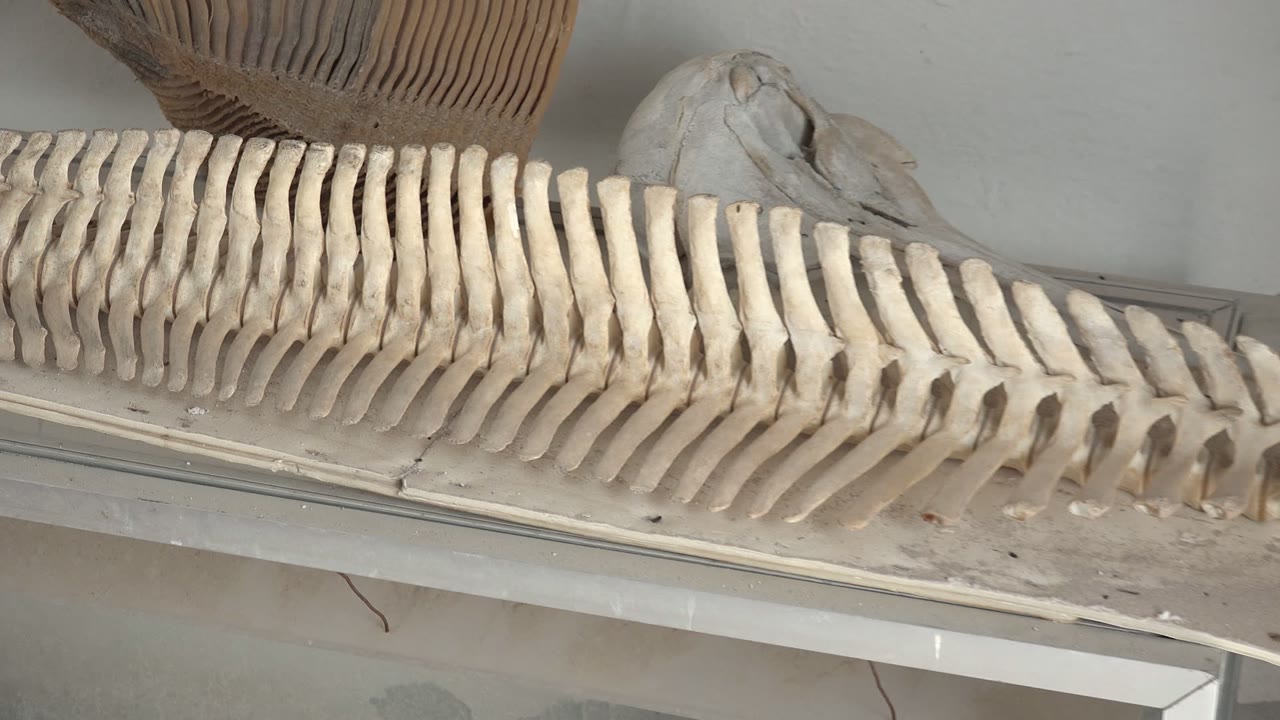 Close view of segmented fossil spine crossing a glass museum case
