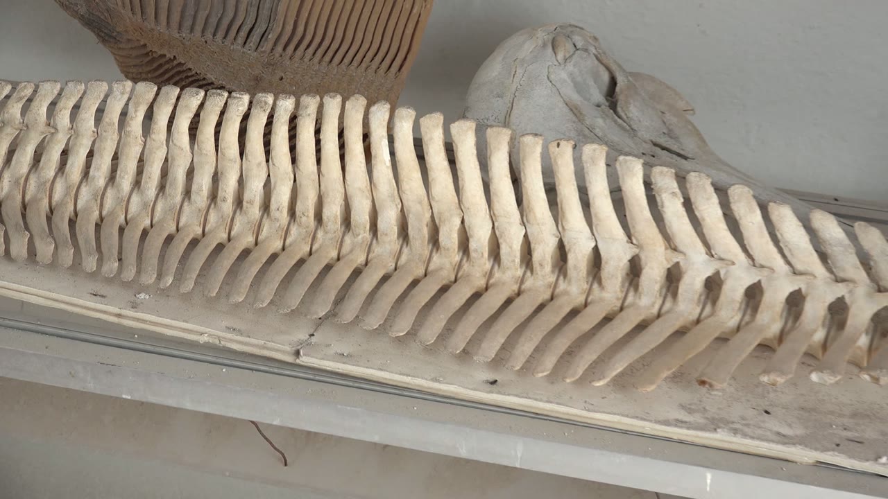 At 0:02, the fossilized spine remains close in frame, with the right-side bones and background skull more prominent against the muted museum wall and no visible people.