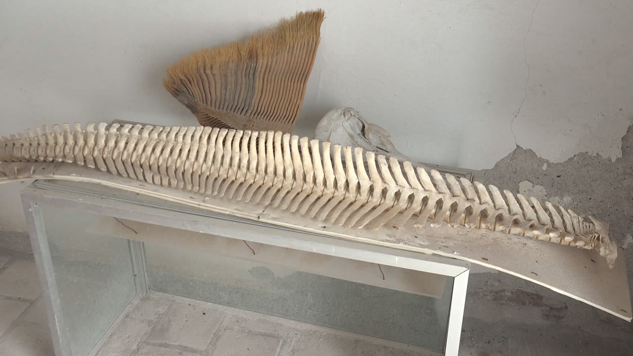 At 0:00, a pale fish skeleton stretches diagonally across a flat surface in Mulege, Baja California Sur, Mexico, with a fan-like object above it, peeling wall paint behind it, and no visible people.
